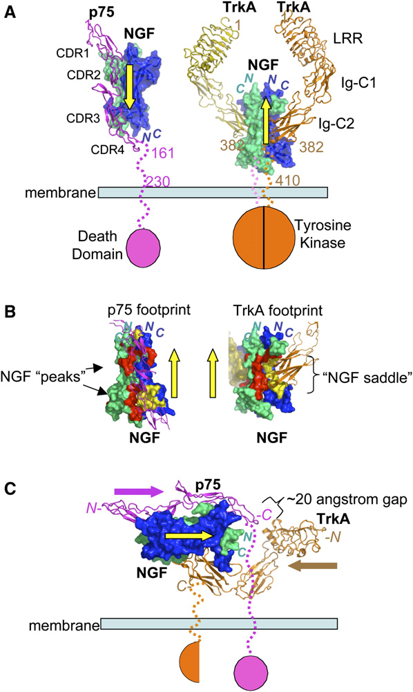 疼痛治疗靶标NGF