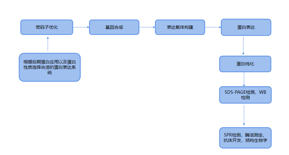 文献分享：蛋白抗体SPR技术组合赋能Z24新药研发