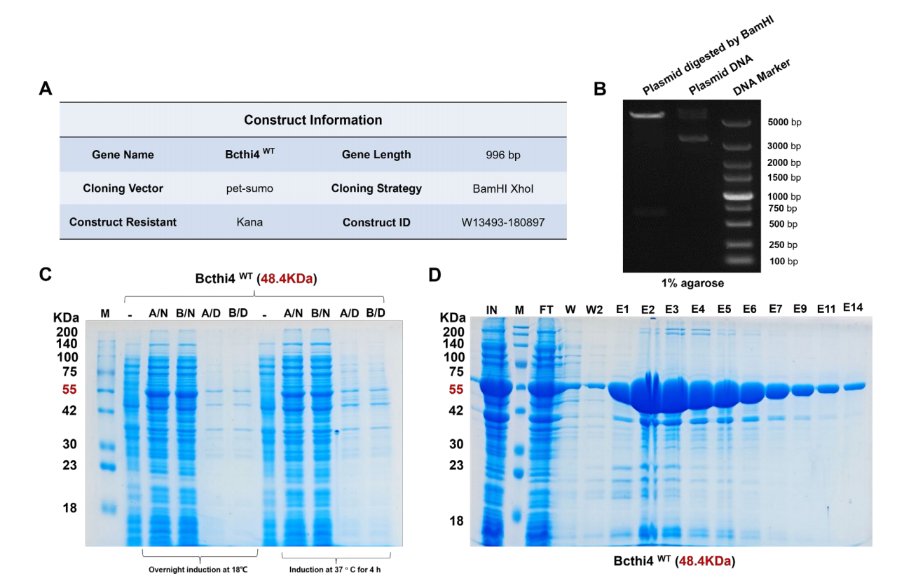 文献分享：蛋白抗体SPR技术组合赋能Z24新药研发