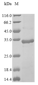 Recombinant African swine fever virus Phosphoprotein p30(Ba71V-93)