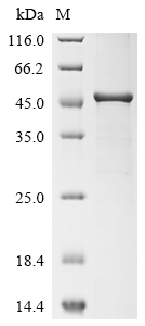Recombinant Agaricus bisporus Polyphenol oxidase 2(PPO2)