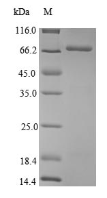 Recombinant Agrobacterium fabrum Single-strand DNA-binding protein(virE2)