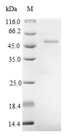 Recombinant Alginate lyase(algL)
