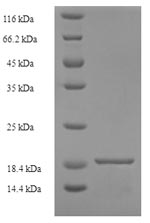 Recombinant Alternaria alternata Major allergen Alt a 1(ALTA1)