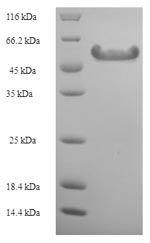 Recombinant Ambrosia artemisiifolia Pectate lyase 5