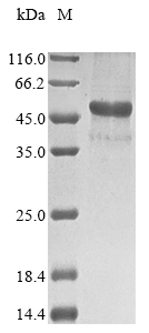 Recombinant Amylomyces rouxii Chitin deacetylase