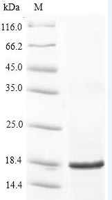 Recombinant Anaplasma phagocytophilum 50S ribosomal protein L22(rplV)