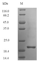Recombinant Androctonus australis Alpha-mammal toxin AaH2