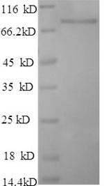 Recombinant Apis mellifera Major royal jelly protein 1(MRJP1)