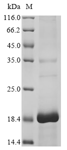 Recombinant Apis mellifera Phospholipase A2