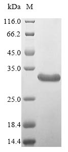 Recombinant Apis mellifera carnica Icarapin