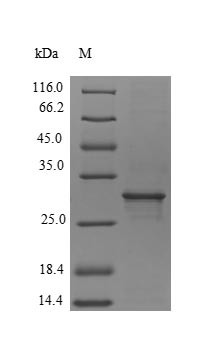 Recombinant Apium graveolens Major allergen Api g 1, isoallergen 1