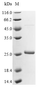 Recombinant Arabidopsis thaliana 23.6 kDa heat shock protein, mitochondrial(HSP23.6)