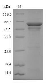 Recombinant Arabidopsis thaliana Alcohol dehydrogenase class-3(ADH2)