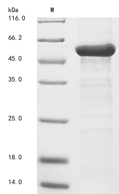 Recombinant Arabidopsis thaliana Beta-amylase 3, chloroplastic(BAM3)