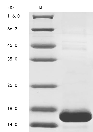 Recombinant Arabidopsis thaliana EPIDERMAL PATTERNING FACTOR-like protein 9(EPFL9)