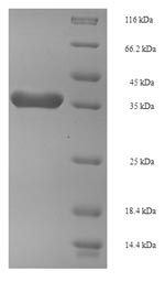 Recombinant Arabidopsis thaliana FACT complex subunit SPT16(SPT16),partial