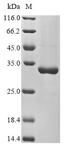 Recombinant Arabidopsis thaliana Heat shock protein 21, chloroplastic(HSP21)