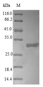 Recombinant Arabidopsis thaliana L-ascorbate peroxidase 2, cytosolic(APX2),partial