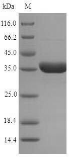 Recombinant Arabidopsis thaliana NADPH-dependent oxidoreductase 2-alkenal reductase(AER)