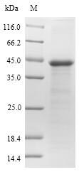 Recombinant Arabidopsis thaliana Osmotin-like protein OSM34(OSM34)