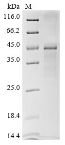 Recombinant Arabidopsis thaliana Plasmodesmata-located protein 7(PDLP7)