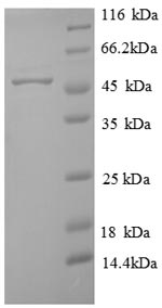 Recombinant Arabidopsis thaliana Probable sarcosine oxidase(At2g24580)