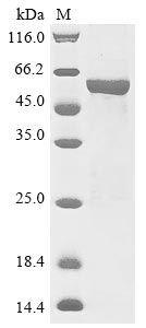 Recombinant Arabidopsis thaliana UDP-glycosyltransferase 72B1(UGT72B1)