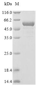 Recombinant Arabidopsis thaliana UDP-glycosyltransferase 72E2(UGT72E2)