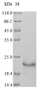 Recombinant Arabidopsis thaliana Ubiquitin-conjugating enzyme E2 10(UBC10)