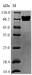 Recombinant Arachis hypogaea Allergen Ara h 1, clone P17