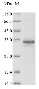 Recombinant Arachis hypogaea Allergen Ara h 1, clone P17,partial
