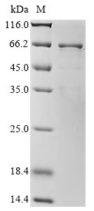 Recombinant Arachis hypogaea Allergen Arachin Arah3 isoform