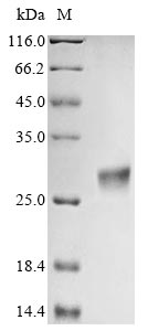 Recombinant Aspergillus clavatus Ribonuclease clavin(cla)