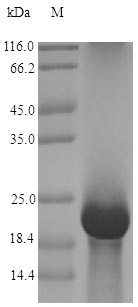 Recombinant Aspergillus giganteus Antifungal protein(afp)
