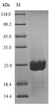 Recombinant Aspergillus niger Aspergillopepsin-2，partial