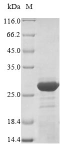 Recombinant Aspergillus restrictus Ribonuclease mitogillin(ret)