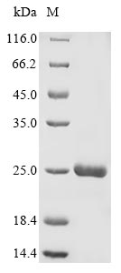 Recombinant Avena sativa Endochitinase,partial
