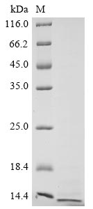 Recombinant Avian infectious bronchitis virus Non-structural protein 3b(3b)