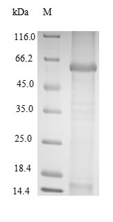 Recombinant BK polyomavirus Major capsid protein VP1
