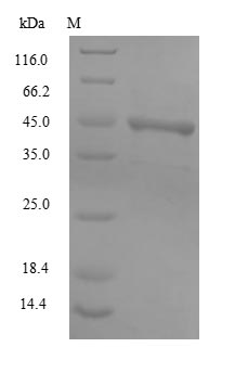 Recombinant BK polyomavirus Major capsid protein VP1