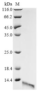 Recombinant Bacillus amyloliquefaciens Ribonuclease