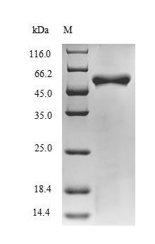 Recombinant Bacillus halodurans Putative adenine deaminase BH0637(BH0637),partial