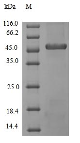 Recombinant Bacillus licheniformis Subtilisin Carlsberg(apr)