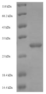 Recombinant Bacillus sp. Levanase,partial