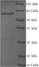 Recombinant Bacillus subtilis Glycine oxidase(thiO)