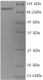 Recombinant Bacillus subtilis Levanase(sacC) 