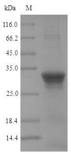 Recombinant Bacillus subtilis Penicillin-binding protein 3(pbpC),partial