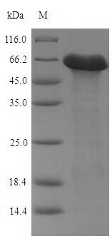 Recombinant Bacillus subtilis Penicillin-binding protein 4(pbpE)