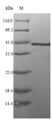 Recombinant Bacillus subtilis UDP-N-acetylglucosamine--N-acetylmuramyl-(pentapeptide) pyrophosphoryl-undecaprenol N-acetylglucosamine transferase(murG)